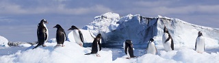 penguins crop smLL
